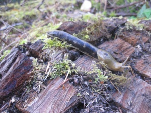 Banana Slug in the San Juan Islands